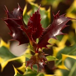 ilex aquifolium red tips speck 02